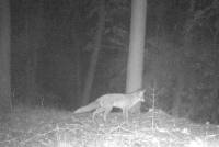 fotogalerie_0002_nachtelijke bezoeker_op_strooptocht